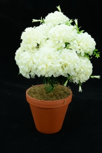 Ivory Carnation-Mum Bush x12  (Lot of 1) SALE ITEM